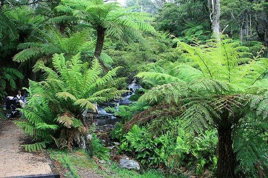 Leura Cascades